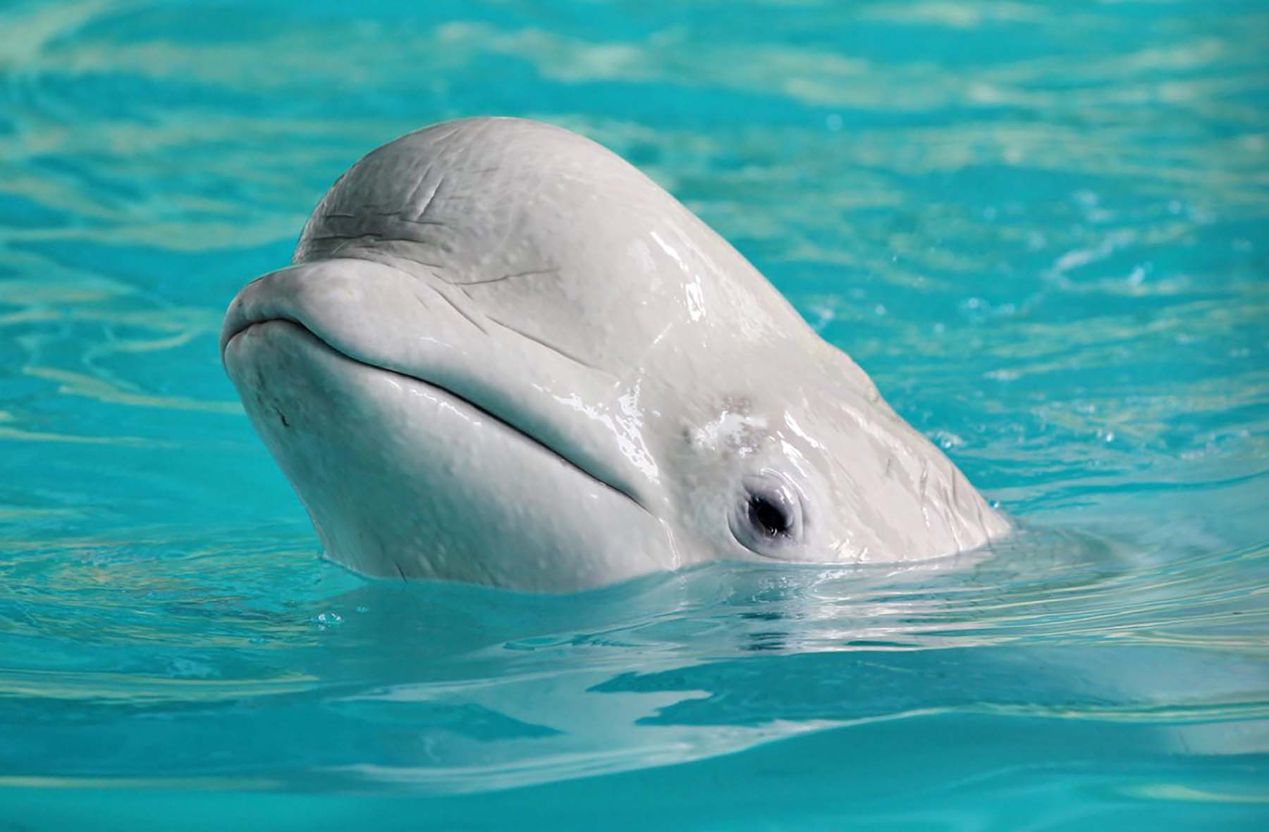 Лоб дельфина. Кит Белуха. Полярный Дельфин Белуха. Афалина альбинос Дельфин. Белый Дельфин Белуха.